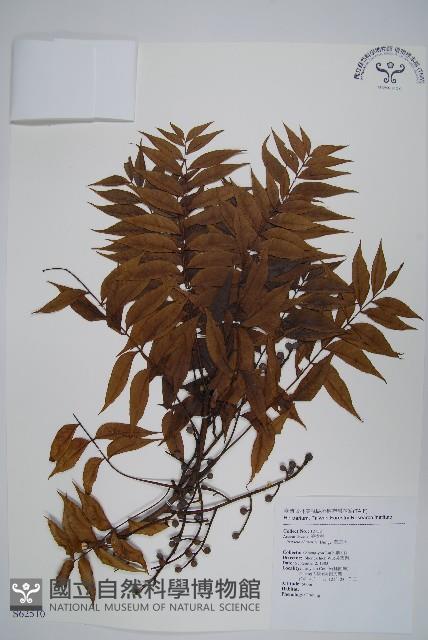 黃連木、爛心木藏品圖，第1張