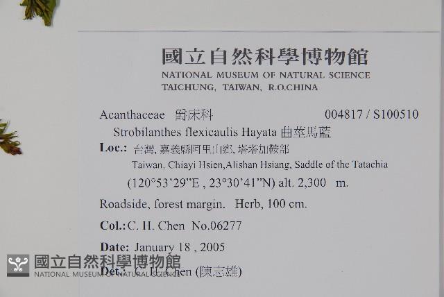 曲莖馬藍藏品圖，第2張