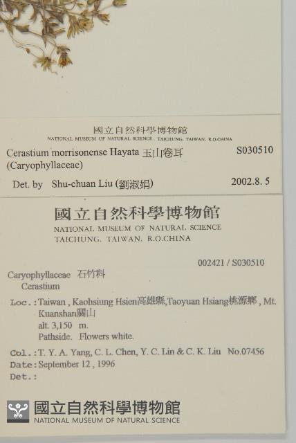 玉山卷耳藏品圖，第2張