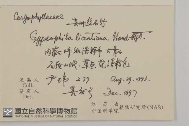 細葉石頭花藏品圖，第2張