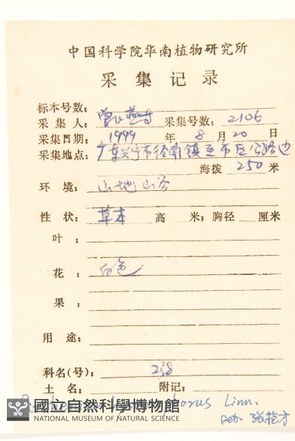 銀膠菊藏品圖，第2張
