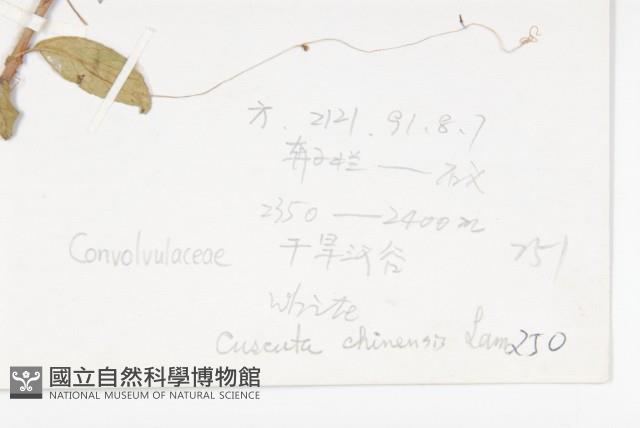 中國菟絲子藏品圖，第2張