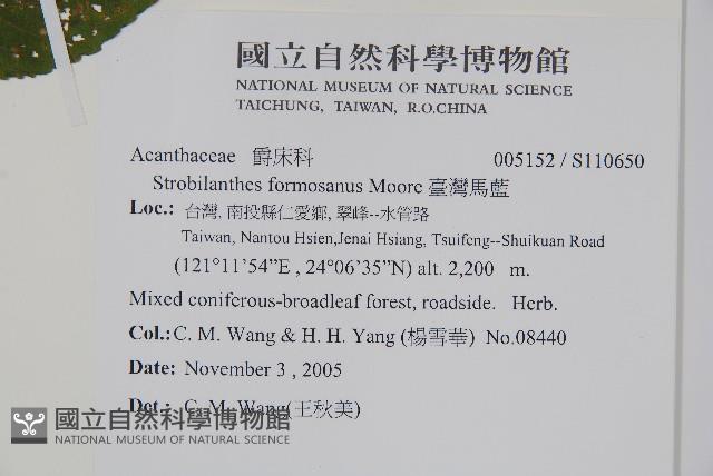 文竹藏品圖，第2張
