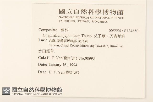 父子草、天青地白藏品圖，第2張