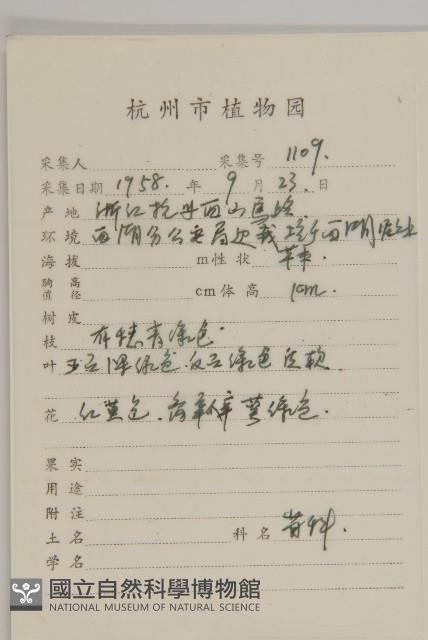 硫磺菊藏品圖，第2張