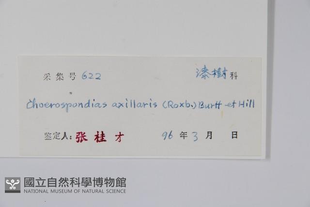 南酸棗藏品圖，第2張