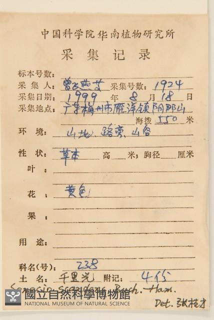 蔓黃菀藏品圖，第2張