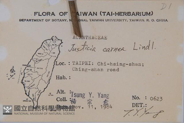 珊瑚花藏品圖，第2張