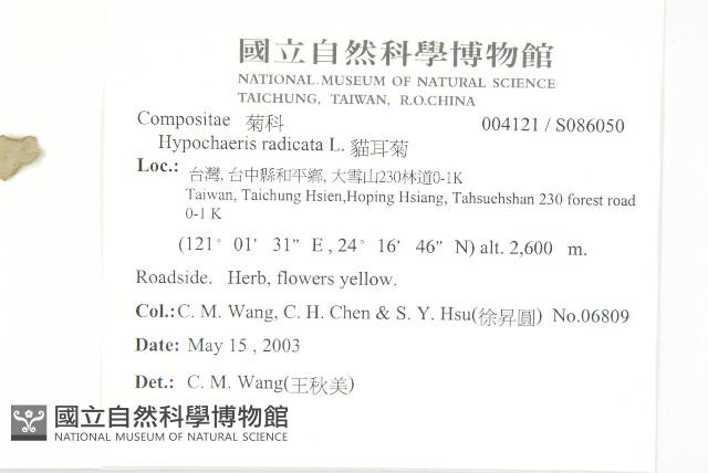 貓兒菊藏品圖，第2張