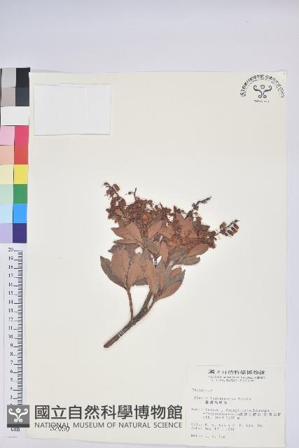 臺灣馬醉木藏品圖，第1張