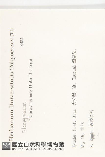 小葉胡頹子藏品圖，第2張