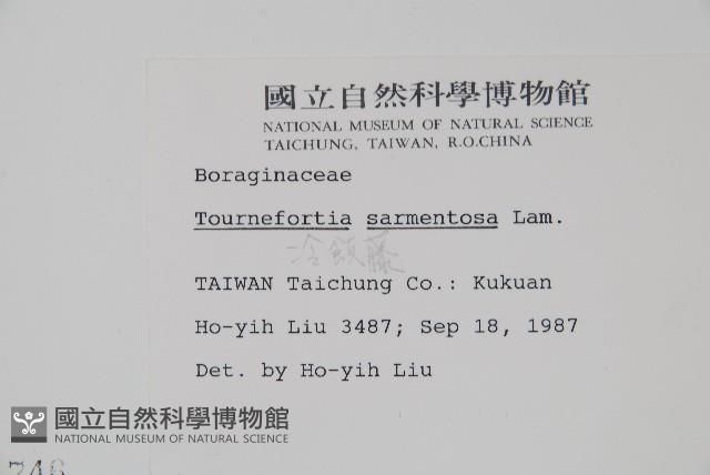 冷飯藤藏品圖，第2張