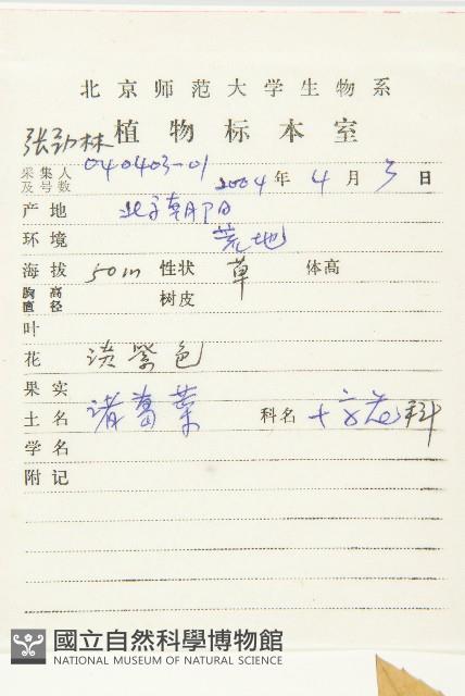 諸葛菜藏品圖，第2張