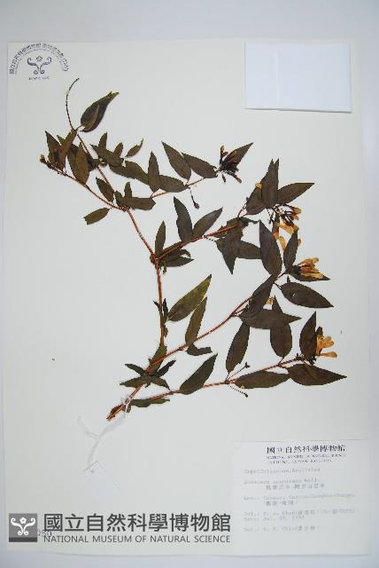 阿里山忍冬、漸尖葉忍冬藏品圖，第1張