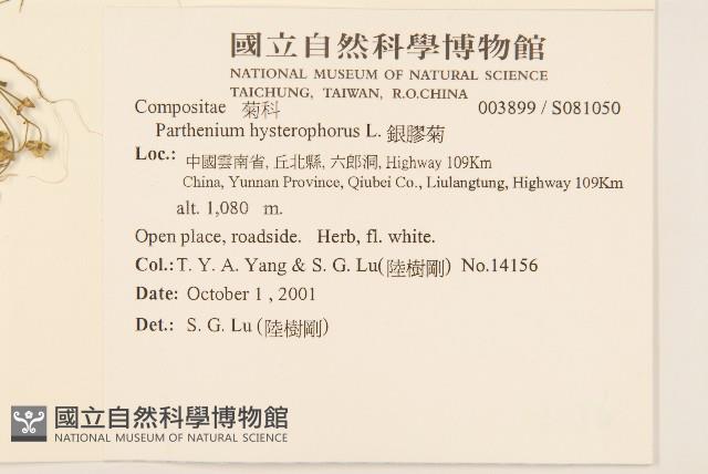 銀膠菊藏品圖，第2張