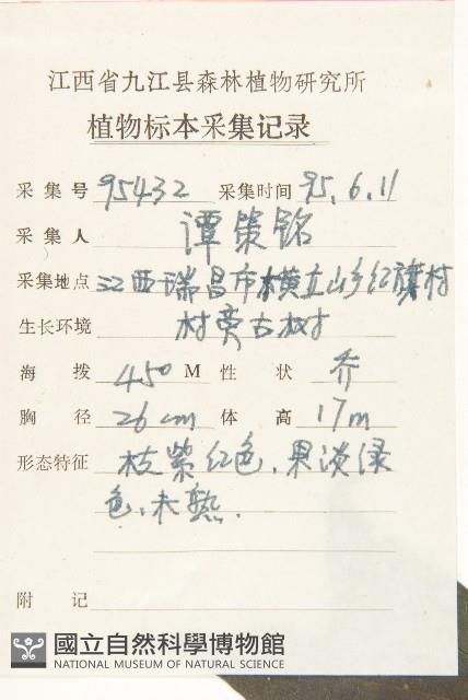 梜木藏品圖，第2張