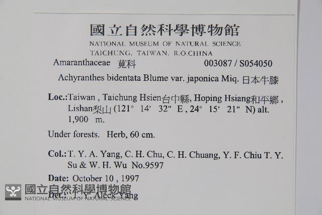 日本牛膝藏品圖，第2張