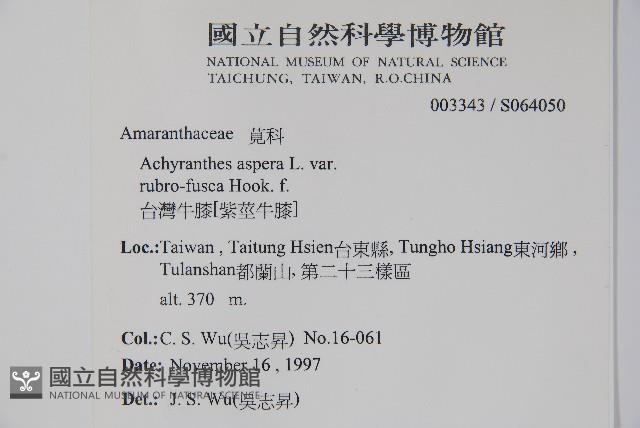 牛膝藏品圖，第2張