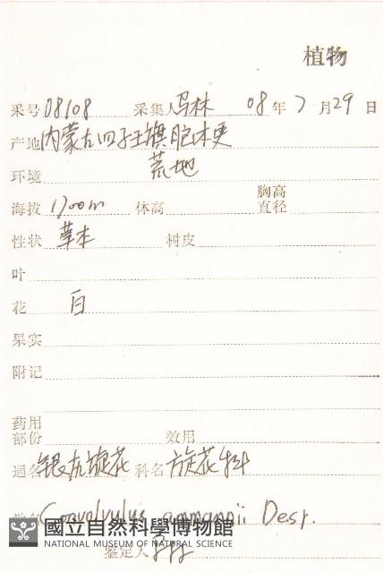 銀灰旋花藏品圖，第2張