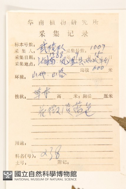 華澤蘭藏品圖，第2張