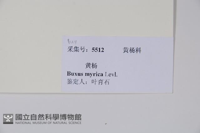 楊梅葉黃楊藏品圖，第2張