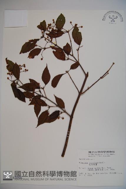 呂宋莢迷藏品圖，第1張