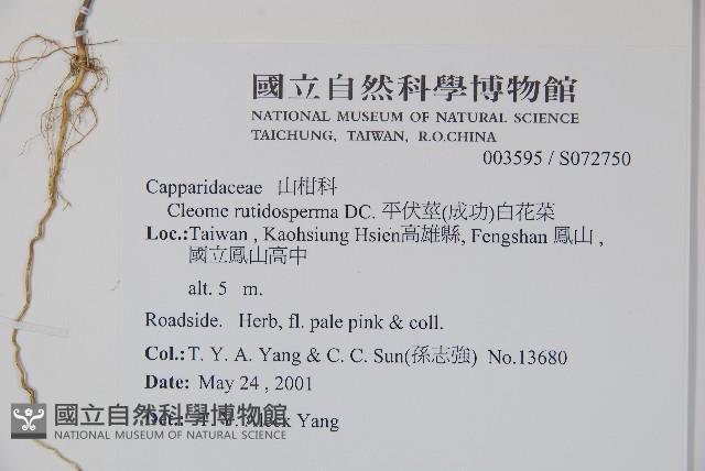 平伏莖白花菜、成功白花菜藏品圖，第2張