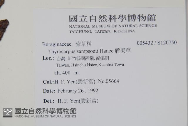 盾果草藏品圖，第2張