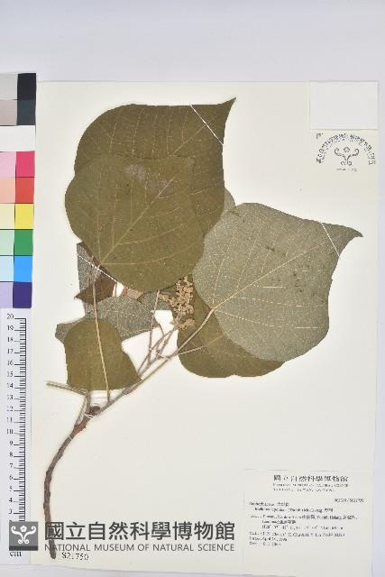 野桐藏品圖，第1張