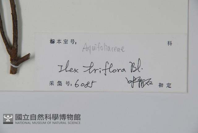 三花冬青藏品圖，第2張