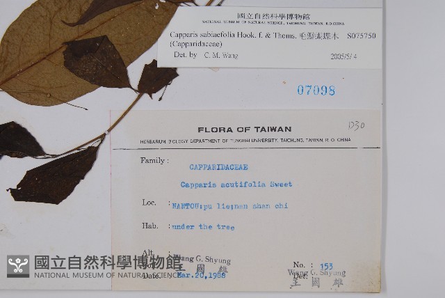 毛瓣蝴蝶木藏品圖，第2張