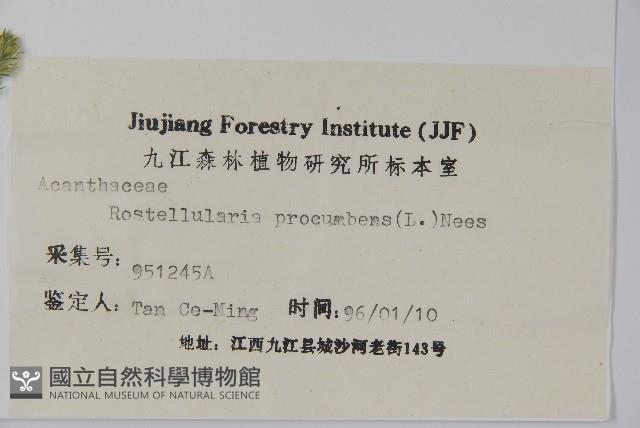 爵床、六角英藏品圖，第2張