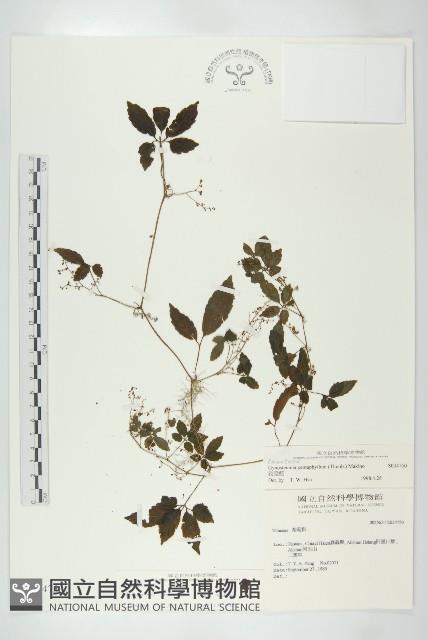 絞股藍藏品圖，第1張