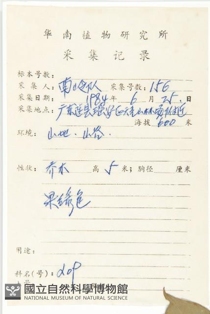 尖葉四照花藏品圖，第2張