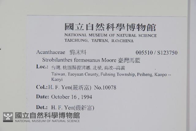 臺灣馬藍藏品圖，第2張