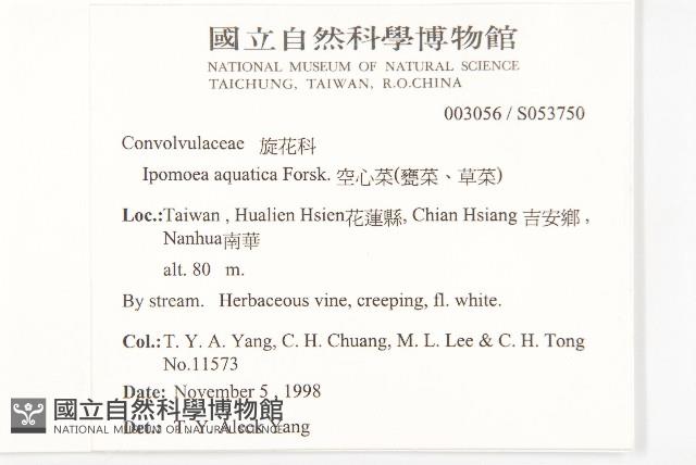 甕菜、空心菜藏品圖，第2張