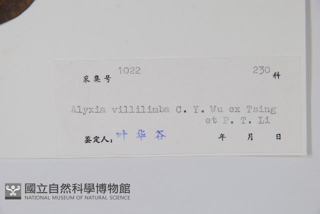 毛葉鏈珠藤藏品圖，第2張