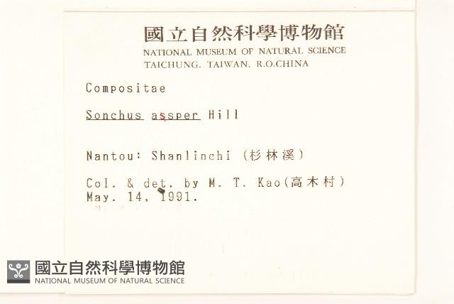 鬼苦苣菜藏品圖，第2張