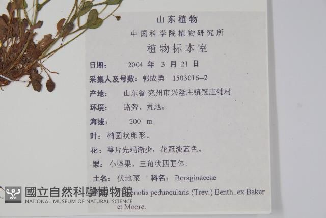 附地菜藏品圖，第2張