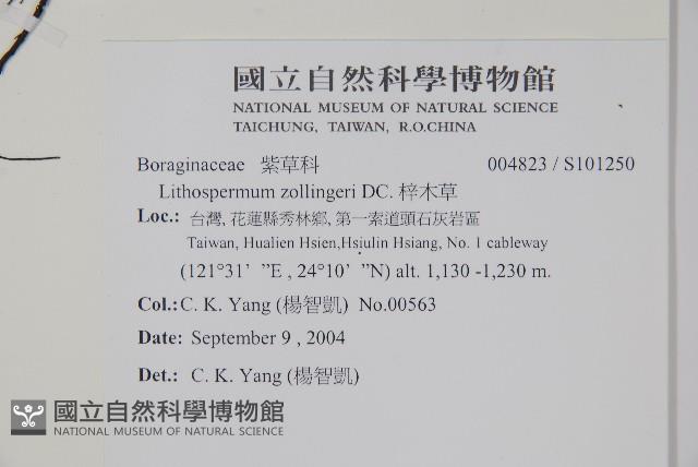 梓木草藏品圖，第2張