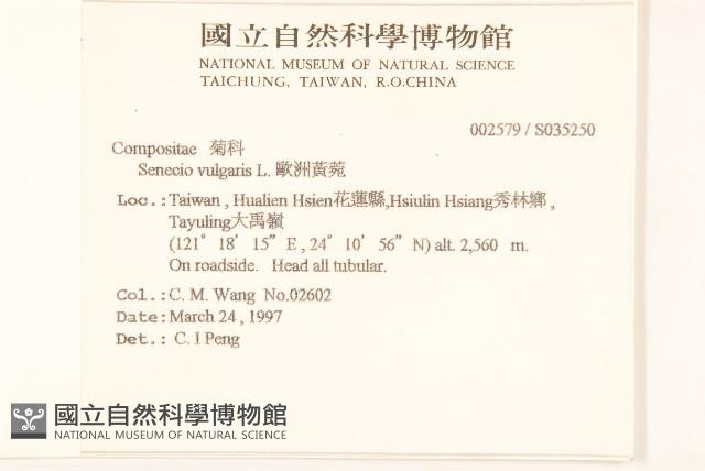 歐洲黃菀藏品圖，第2張