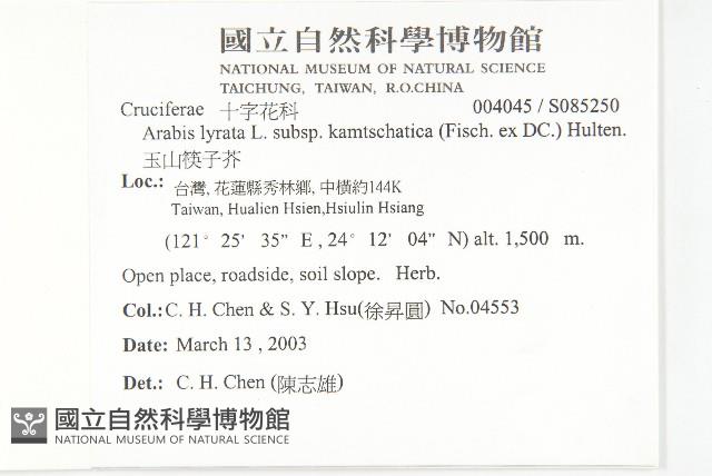 玉山筷子芥藏品圖，第2張