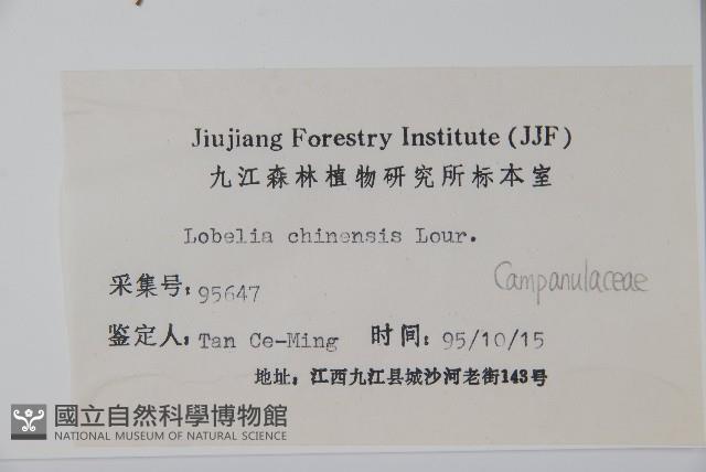 半邊蓮、鐮磨仔草藏品圖，第2張