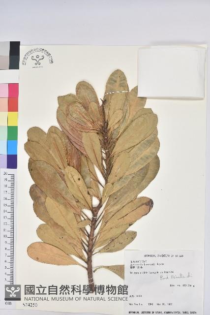 蘭嶼土沉香藏品圖，第1張