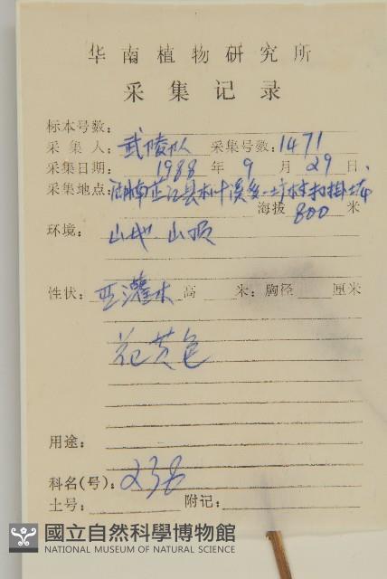 山白蘭藏品圖，第2張