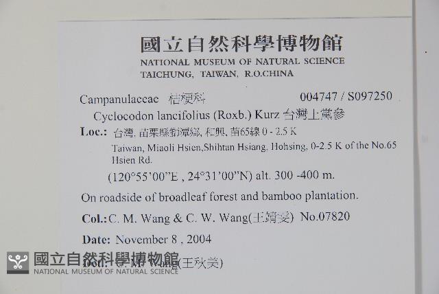 台灣土黨參藏品圖，第2張