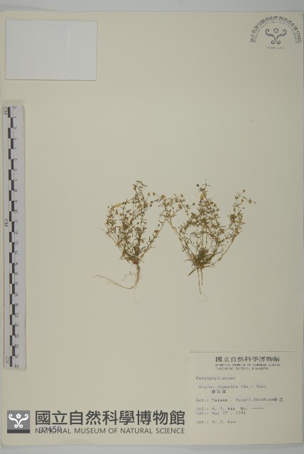 瓜槌草、漆姑草藏品圖，第1張