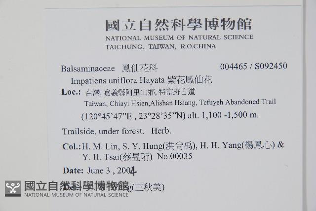 紫花鳳仙花藏品圖，第2張