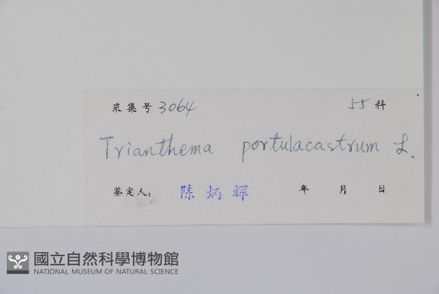 假海馬齒藏品圖，第2張