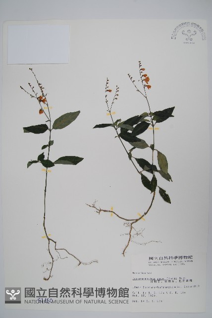 針刺草藏品圖，第1張